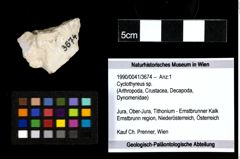 Foto (Objekt + Etiketten) von Cyclothyreus sp. 